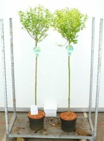 Aranytarka télizöld fagyal  LIGUSTRUM OVALIFOLIUM AUREUM T125 K10