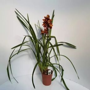 Csónakorchidea CYMBIDIUM 1 FÜRTÖS CS14