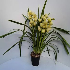 Csónakorchidea CYMBIDIUM 4 FÜRTÖS CS14