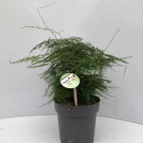 Aszparágusz ASPARAGUS SETACEUS KERÁMIÁBAN CS13