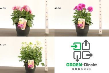 Egynyári dália DAHLIA CS23