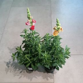 Oroszlánszáj ANTIRRHINUM MAJUS CS12