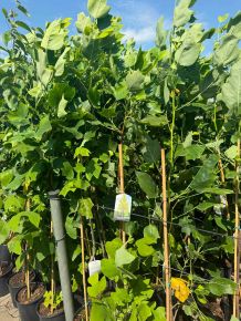 Aranysárga, tarka tulipánfa    LIRIODENDRON TULIPIFERA AUREOMARGINATUM 125/150 K5