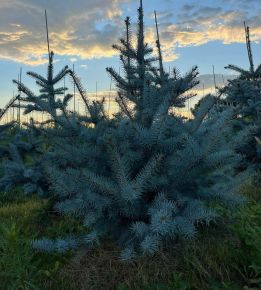 Szúrós luc (ezüstfenyő) PICEA PUNGENS EDITH 125/150*