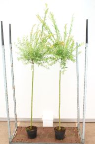 Tarkalevelű japán fűz  SALIX INTEGRA HAKURO-NISHIKI T130 K5