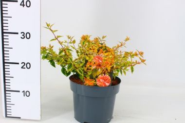 Nagyvirágú tárnicslonc    ABELIA GRANDIFLORA KALEIDOSCHOPE 25/30 CS19