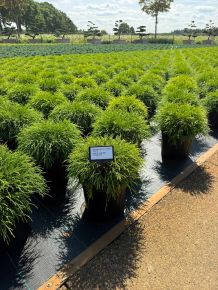 Aranyszínű szavára hamisciprus   CHAMAECYPARIS PISIFERA SUNGOLD 30/40 K8