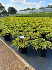 Közönséges boróka    JUNIPERUS COMMUNIS GOLDSCHATZ 30/40 K8