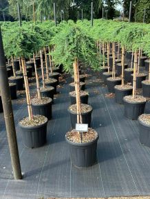 Közönséges boróka    JUNIPERUS COMMUNIS GREEN MANTLE T80 K15