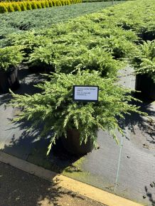 Fövenyboróka   JUNIPERUS CONFERTA SCHLAGER 30/40 K8