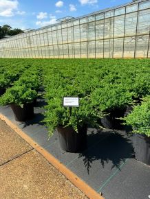 Japán törpeboróka    JUNIPERUS PROCUMBENS NANA 30/40 K8