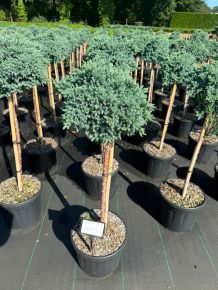 Himalájai törpe boróka   JUNIPERUS SQUAMATA BLUE STAR T60 K11