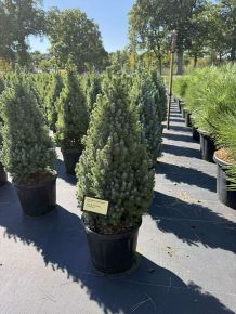 Kék cukorsüvegfenyő PICEA GLAUCA SANDER'S BLUE 70/+ K11