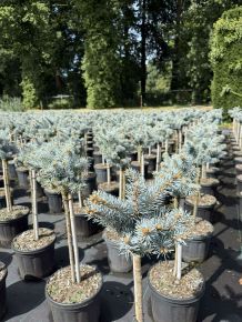 Gömb ezüstfenyő  PICEA PUNGENS GLAUCA GLOBOSA T40 K8