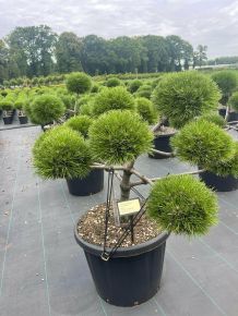 Hosszútűjű gömb feketefenyő   PINUS NIGRA BREPO BONSAI 90/100 K80