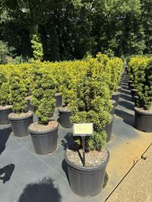 Arany oszlopos tiszafa   TAXUS BACCATA DAVID 50/60 K11
