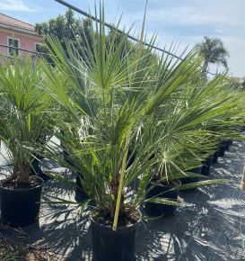 Törpe lószőrpálma  CHAMEROPS HUMILIS 90CM K12