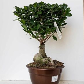 Fikusz bonsai FICUS GINSENG BONSAI 50CM K3