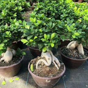 Fikusz bonsaiFICUS GINSENG BONSAI 60CM K10