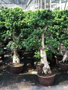 Fikusz bonsai FICUS GINSENG BONSAI S-FORMA 110/120CM K30