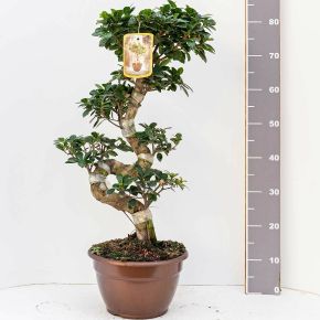 Fikusz bonsai FICUS GINSENG BONSAI S-FORMA 80/85CM K10