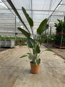 Papagájvirág  STRELITZIA AUGUSTA K40