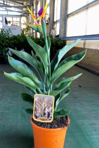 Papagájvirág   STRELITZIA REGINAE K3