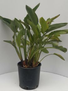 Papagájvirág  STRELITZIA REGINAE K9