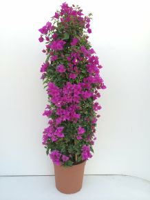 Murvafürt   BOUGAINVILLEA GLABRA SANDERIANA PIRAMIS 110CM K9
