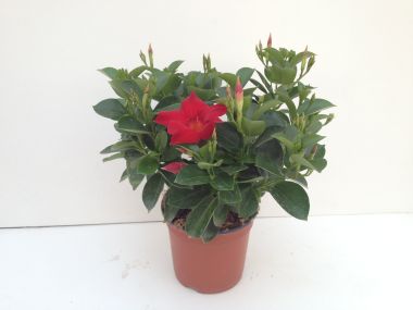 Tölcsérjázmin   SUNDAVILLE BOKOR 40CM K1,5