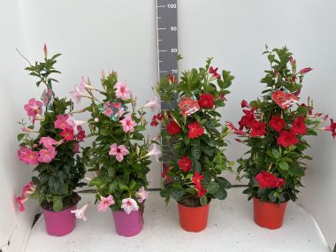 TölcsérjázminSUNDAVILLE PIRAMIS 75CM K3