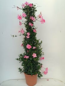 Tölcsérjázmin  SUNDAVILLE PIRAMIS TRICOLOR/BICOLOR 150CM K15