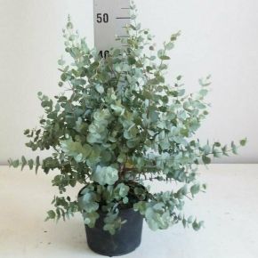 Havasi eukaliptusz  EUCALYPTUS GUNNII 50/60 K4