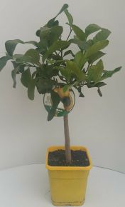 Citrom  CITRUS LIMONE T1/4 65CM K5 (CITROMSÁRGA SZÖGLETES CSERÉP) 