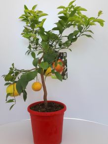 Grapefruit piros húsú CITRUS POMPELMO ROSSO T1/4 70/80CM K5 (NARANCSSÁRGA CSERÉP)