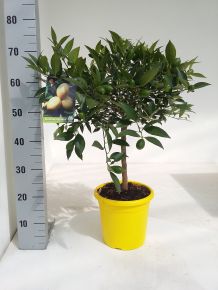 Citrom   CITRUS PURSCHA T1/4 70/80CM K5 (SZÍNES CSERÉP)