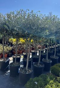 Olajfa OLEA EUROPAEA T1/2 K35