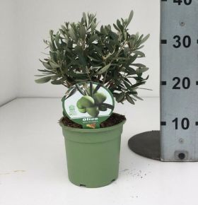 OlajfaOLEA EUROPAEA BOKOR 35/40 K1,5