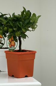 Kalamondin CITRUS CALAMONDINO MINI TÖRZS K1,5