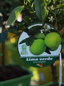 Lime, zöld citrom CITRUS LIMA VERDE MINI TÖRZS K1,5