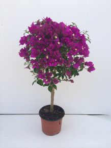Murvafürt   BOUGAINVILLEA GLABRA SANDERIANA T1/2 K15