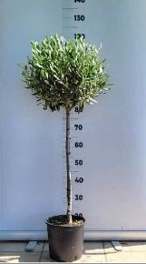 Olajfa   OLEA EUROPAEA T1/4 K5