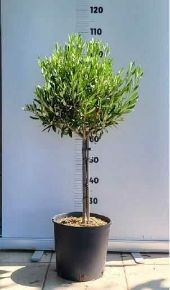 Olajfa   OLEA EUROPAEA T1/4 90CM K9