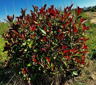 Örökzöld korallberkenye PHOTINIA FRASERI NANA 40/60*