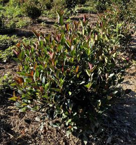 Örökzöld korallberkenye PHOTINIA FRASERI LITTLE RED ROBIN 40/60*