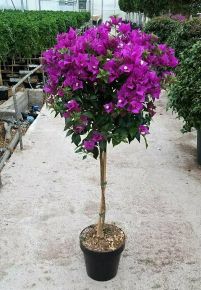 Murvafürt BOUGAINVILLEA GLABRA SANDERIANA T1/4 K5