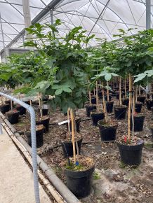 Szenna CASSIA CORYMBOSA T1/4 K5