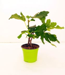 Füge Ficus caricaFICUS CARICA 20/25 K1,5