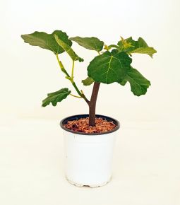 Füge Ficus caricaFICUS CARICA 25/35 K3