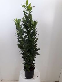 Fűszerbabér LAURUS NOBILIS K3
